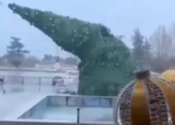 გარდაბანში ძლიერი ქარის გამო ნაძვის ხე წაიქცა