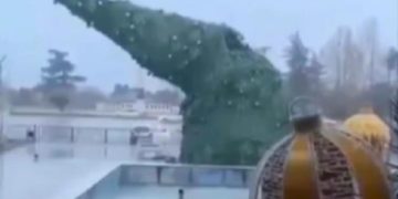 გარდაბანში ძლიერი ქარის გამო ნაძვის ხე წაიქცა