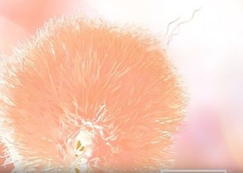 “ნაზი, ხავერდოვანი ატმისფერი” – 2024 წლის მთავარი ფერი – Pantone