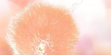 “ნაზი, ხავერდოვანი ატმისფერი” – 2024 წლის მთავარი ფერი – Pantone