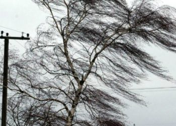 ქარმა კახეთში სახლებს სახურავები გადახადა და ხეები მოგლიჯა