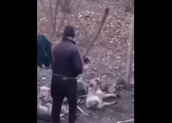 პოლიციამ დააკავა პირი, რომელმაც მარნეულის მუნიციპალიტეტში ძაღლზე იძალადა