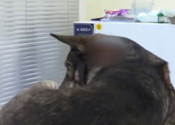 კაცს, რომელმაც გორში ძაღლი დაჭრა, 4 000-ლარიანი გირაო შეეფარდა