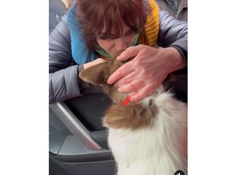 გამოსახლებული ბეტის შეხვედრა პატრონთან – ვიდეო