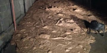 “90 მოჭრილი მუხის, სასტუმროსთვის მთის მოჭრის შედეგებს იმკის სურამი” – ფოტო