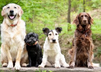 სამზე მეტ შინაური ცხოველის რეგისტრაციის შემთხვევაშიც კი შეზღუდვა არ გავრცელდება მათზე, ვინც ცხოველის რეგისტრაციას 2025 წლის 1-ელ ივლისამდე უზრუნველყოფს