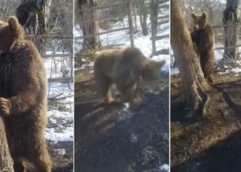 დათვი, რომელიც სოფელ იფნარის ტყეში ჯაჭვით დაბმული ნახეს თბილისის ზოოპარკში გადაიყვანეს