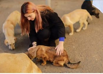 „სახელმწიფო რომ მიწესებს კანონს, რომლის მიხედვითაც მხოლოდ 3 ცხოველის ყოლა შემიძლია, ამ ცხოველებს რა ვუყო ხომ ვერ მეტყვით?“ – ტასო ლოსაბერიძე