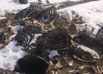 “ყველგან ძვლები ყრია” – რა ხდება სოფელ ლილოსთან? – ფოტოები