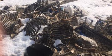 “ყველგან ძვლები ყრია” – რა ხდება სოფელ ლილოსთან? – ფოტოები