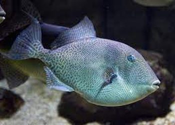 პირველად 60 წლის შემდეგ – აფხაზეთის წყლებში გადაშენების პირას მყოფი თევზი აღმოაჩინეს