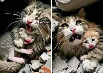 ,, რა ჯგუფის არსებითი სახელებიდან ამოიღონ ცხოველები და ვინ ჯგუფის არსებით სახელებში გადაიტანონ” – ნიკა გვარამია