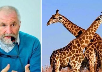 “ჟირაფს ასე მაღაზიაში ვერ იყიდით, სადღაც უნდა დაიბადოს” – თბილისის ზოოპარკის დირექტორი