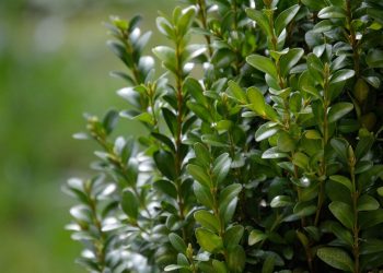 გარემოს დაცვისა და სოფლის მეურნეობის სამინისტრო ბზის მოჭრაზე კონტროლს ამკაცრებს