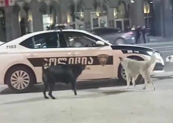 “ამ ძაღლებმა უკვე იციან მტერი ვინაა, მეგობარი ვინა” – ვიდეო