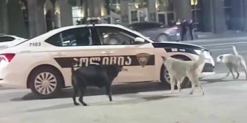 “ამ ძაღლებმა უკვე იციან მტერი ვინაა, მეგობარი ვინა” – ვიდეო