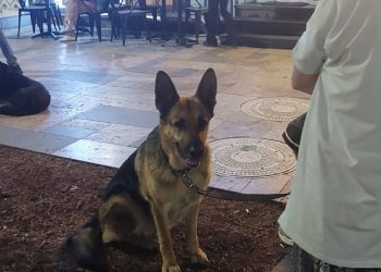 ჭავჭავაზე დააკავეს მოქალაქე, რომელიც ძაღლს ასეირნებდა