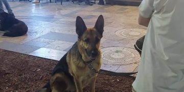 ჭავჭავაზე დააკავეს მოქალაქე, რომელიც ძაღლს ასეირნებდა