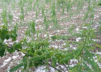 ბაღდათის სოფლები დაისეტყვა