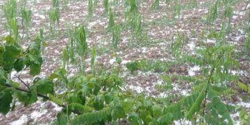 ბაღდათის სოფლები დაისეტყვა