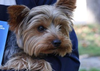 1-ელი აგვისტოდან აშშ-ში ძაღლების გაყვანასთან დაკავშირებით ახალი წესები ამოქმედდება – ნახეთ რა იცვლება