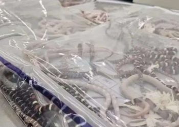 დააკავეს კაცი, რომელიც საზღვარზე შარვალში დამალული გველების გადატანას ცდილობდა