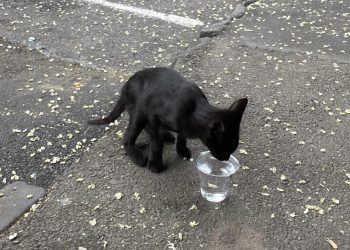 “მეც და კატასაც წარგვეკვეთა სასო… 14–ჯერ დავრეკე მონიტორინგის სამსახურში და ბოლოს კეთილმა ადამიანმა ჩამოიყვანა ხიდან” – ვიდეო