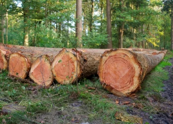 ხე-ტყის უკანონო ჭრასა და უკანონო ტყითსარგებლობაზე დაწესებული სანქციები მკაცრდება