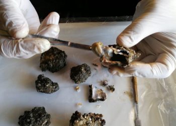 აჭარაში, ხამანწკებში სალმონელა და ნაწლავის ჩხირის ჯგუფის ბაქტერია გამოვლინდა – სეს