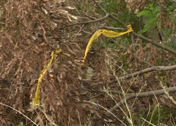 რატომ მოკლა 15 წლის გოგომ 74 წლის ტაქსისტი? – ახალი დეტალები