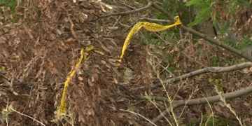 რატომ მოკლა 15 წლის გოგომ 74 წლის ტაქსისტი? – ახალი დეტალები