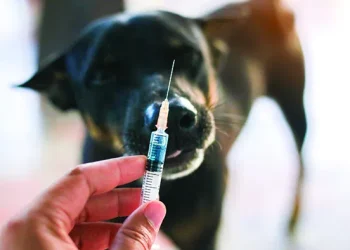 გურჯაანში ცოფის შემთხვევები დაფიქსირდა