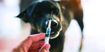 გურჯაანში ცოფის შემთხვევები დაფიქსირდა