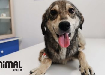 Animal Project, რუსული კანონის გამო, ფუნქციონირებას წყვეტს