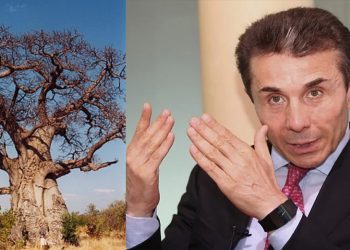 “ნაცები”, ჟურნალისტები, სტრესი – რამ/ვინ გაახმო ბაობაბის რვავე ხე? – დენდროლოგიური პარკი