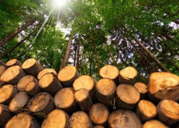 ხე-ტყის უკანონო მოპოვების 51 ფაქტი და ამოღებული 102 874 მ³ ხე-ტყე – სად გამოვლინდა ყველაზე მეტი სამართალდარღვევა?