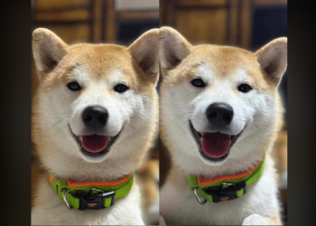 სამეგრელოში დაკარგულ ძაღლს ეძებენ! – ჯილდო საკმაოდ სოლიდურია