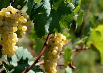 ემიგრაციაში წასულ ოჯახს რაჭაში ერთი ტონა ყურძენი მოპარეს