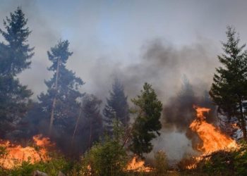 დილით ვერტმფრენებს ველოდებით – ბორჯომის მერი ხანძარზე