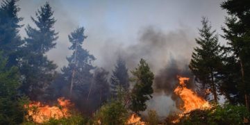 დილით ვერტმფრენებს ველოდებით – ბორჯომის მერი ხანძარზე