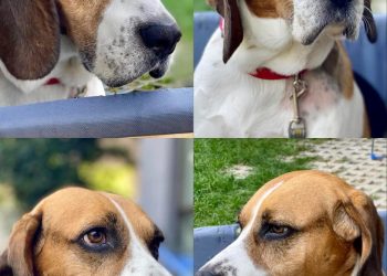 ,,ეს ბიბია, 3 წლის ბიგლი, რომელიც პატრონმა ვეტლაიფში დასაძინებლად მოიყვანა…” – ვეტლაიფი ბიგლისთვის ახალ პატრონს ეძებს