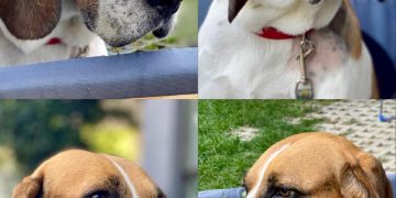 ,,ეს ბიბია, 3 წლის ბიგლი, რომელიც პატრონმა ვეტლაიფში დასაძინებლად მოიყვანა…” – ვეტლაიფი ბიგლისთვის ახალ პატრონს ეძებს