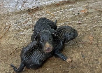 ცხოველთა მონიტრორინგის მაშველებმა ჭაში ჩავარდნილი ლეკვები გადაარჩინეს