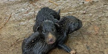 ცხოველთა მონიტრორინგის მაშველებმა ჭაში ჩავარდნილი ლეკვები გადაარჩინეს