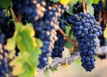 სახელმწიფო კომპანია საფერავის ჯიშის ყურძენს 1,5 ლარად ჩაიბარებს – მათ, ვისაც დღემდე ნაკლებად ფასად აქვთ ჩაბარებული ამ ჯიშის ყურძენი, მთავრობა სხვაობას დაუკომპენსირებს