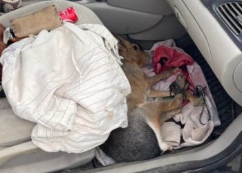 თურქმა მებაჟეებმა საზღვარზე მანქანაში დამალული ათეულობით ეგზოტიკური ცხოველი აღმოაჩინეს