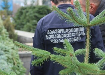 წინასაახალწლოდ წიწვოვანი ხე-მცენარეების მოპოვებაზე კონტროლი მკაცრდება