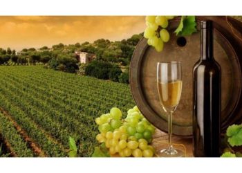 “არ ვფიქრობთ, რომ ივანიშვილი „გონს მოვა” – მეღვინეების მიმართვა