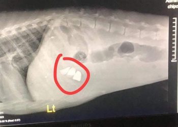 “ამ რენტგენის ფოტოთი გიპასუხებთ ყველას, ვისაც გგონიათ რომ ძაღლები აგრესიულები არიან” – ნიკუშა ფაიქრიძე