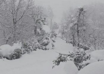საკონტაქტო პირები მოხალისეებისათვის – რა უნდა გაითვალისწინონ მსურველებმა?